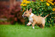 adorable red bull terrier puppy playing outdoors