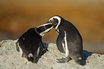 Poster - African penguins (Spheniscus demersus)