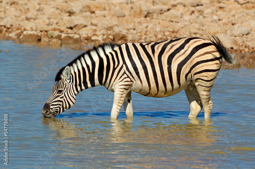 Board z aluminiowym obramowaniem Równiny zebry pitnej, park narodowy etosha