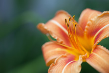 Yellow And Orange Lily On Green Background