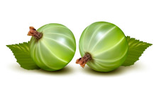 Green Gooseberries With Leaves. Vector