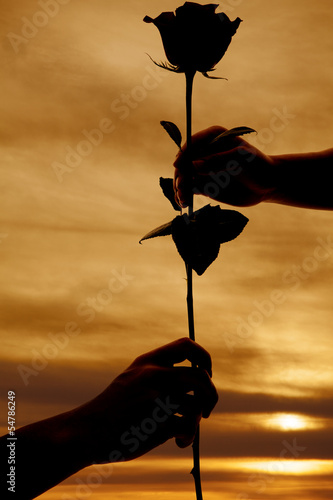 Foto-Duschvorhang nach Maß - Silhouette of hands and rose (von Poulsons Photography)