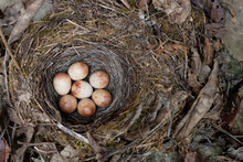 Sparrow Nest