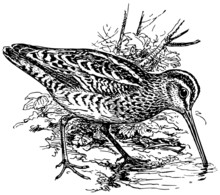 Bird Eurasian Woodcock