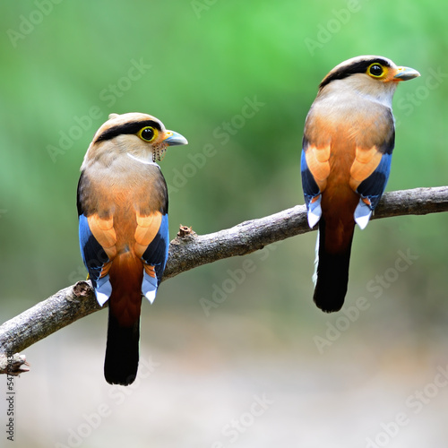 Naklejka - mata magnetyczna na lodówkę Silver-breasted Broadbill