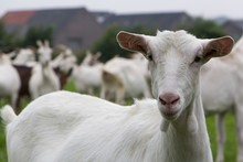 Female White Goat For Milk Production