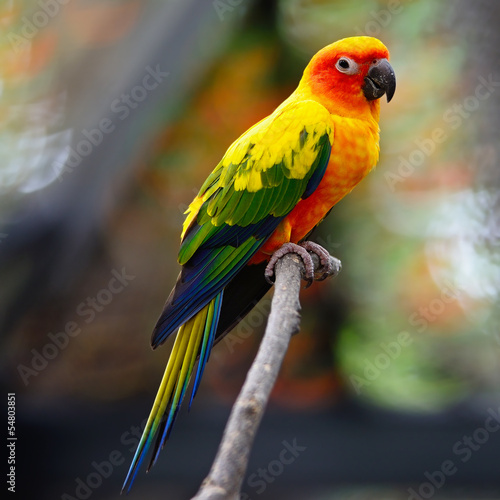 Board z aluminiowym obramowaniem Conure słońca