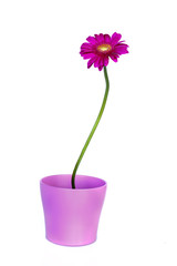 Wall Mural - Gerbera pot  isolated