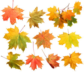 isolated autumn maple leaves