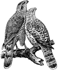 birds northern goshawk