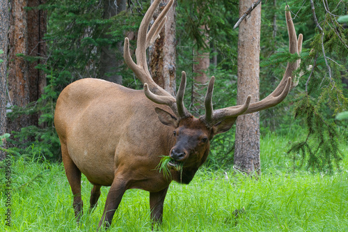 Board z aluminiowym obramowaniem Duży byk wypas łosia w lecie trawy w yellowstone