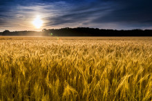 Misty Sunrise Over Golden Wheat Field In Central Kansas