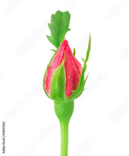 Tapeta ścienna Rosebud rose