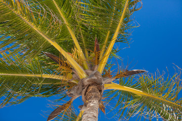 Close-up of tropical coconut palm tree with yellow coconut