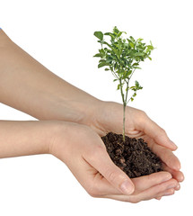 Wall Mural - tree in hands