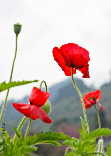 Board z aluminiowym obramowaniem Czerwony kwiat maku lekarskiego (papaver somniferum)