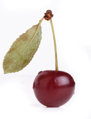 Sticker - Ripe and juicy cherries with green leaves