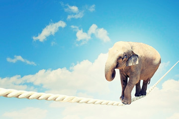 Fototapete - Elephant walking on rope