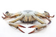 How to buying  fresh blue crabs