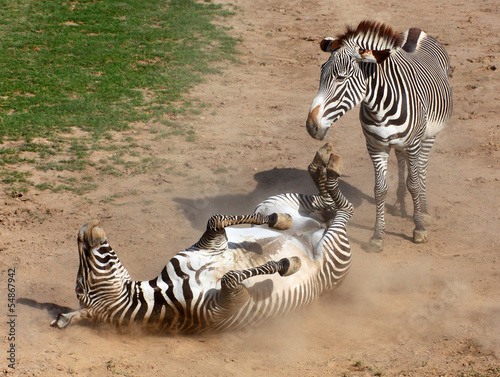Board z aluminiowym obramowaniem Zebra tarzała się w prochu. 