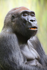 Fototapete - The Silverback Gorilla.