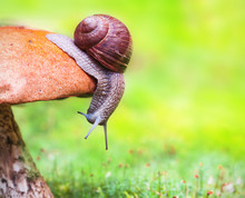 Snail On Mushroom
