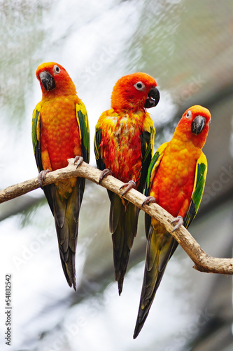 Fotoboard na płycie Conure słońca