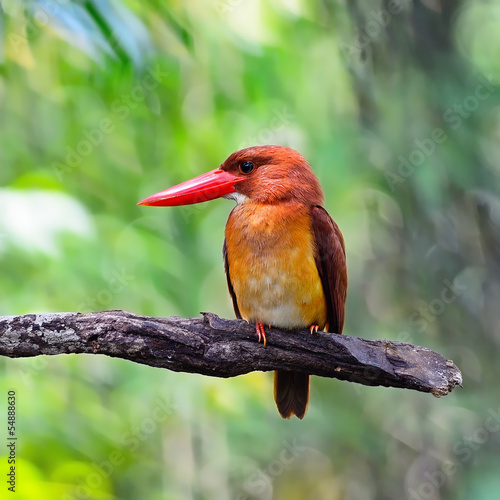 Naklejka dekoracyjna male Ruddy Kingfisher