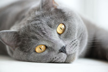 Close-up Of Snout Of Gray British Cat
