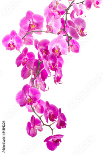 Naklejka - mata magnetyczna na lodówkę pink flowers orchid