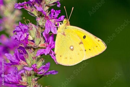 Tapeta ścienna Motyl z rodzaju Colias erate