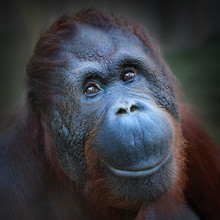 Happy Smile Of The Bornean Orangutan (Pongo Pygmaeus).