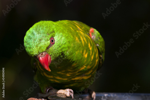 Fotoboard na płycie Łuskowaty lorikeet