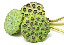 Bouquet Of Lotus Seed Pod
