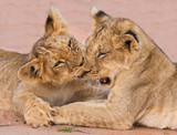 Two cute lion cubs playing on sand in the Kalahari
