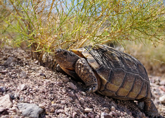 Wall Mural - Desert Tortoise - Death Valley National Park