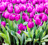 Fototapeta Tulipany - colorful tulips. Beautiful spring flowers. background of flowers