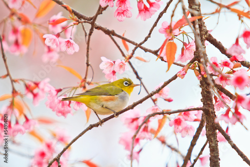 bialoskrzydly-ptak-i-kwiat-wisni-lub-sakura