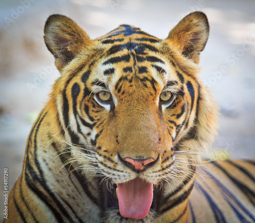Naklejka dekoracyjna Tiger