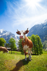 Cows in Switzerland mountains