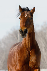 Naklejka portrait of the red horse in winter