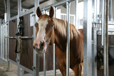 Fototapeta Konie - Pferd im Stall