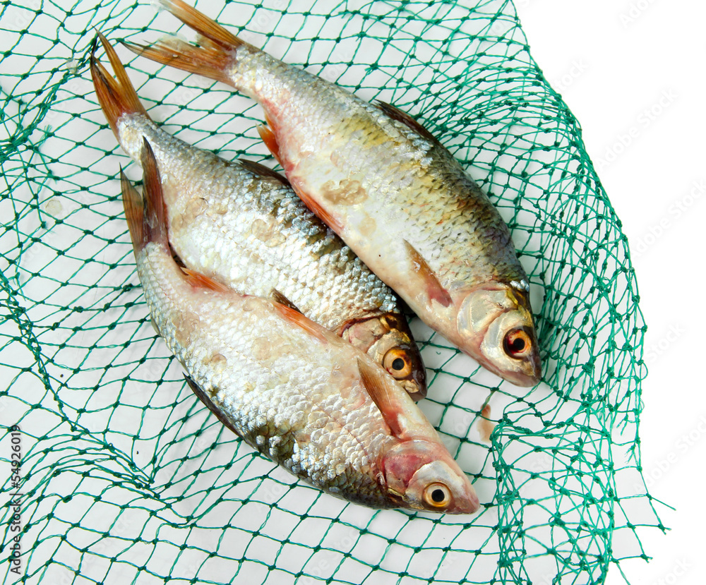 Fishes in fishing net isolated on white