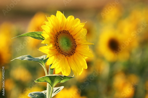 Board z aluminiowym obramowaniem Sonnenblume / helianthus annuus / sunflower