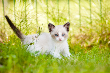 Wall Mural - adorable siamese kitten with blue eyes