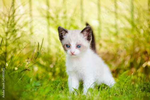 Fotografía siamese kitten with blue eyes portrait outdoors