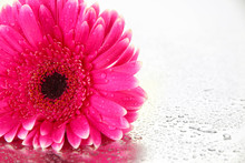 Beautiful Pink Gerbera Flower Isolated On White