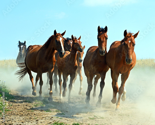 konie-na-wybiegu