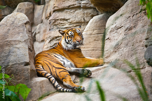 Naklejka ścienna Beautiful tiger crouching on a rock