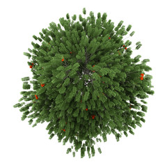 Wall Mural - top view of european rowan tree isolated on white background